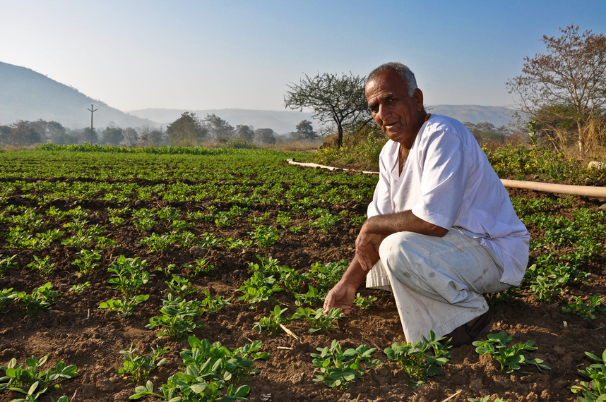 Indian Farmer in groundnut farm