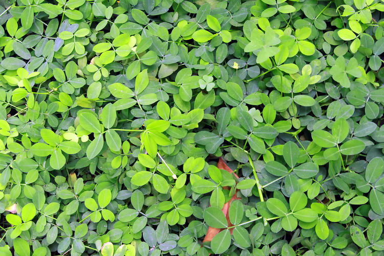 Cover Crop - Perennial Peanut (Arachis pintoi)