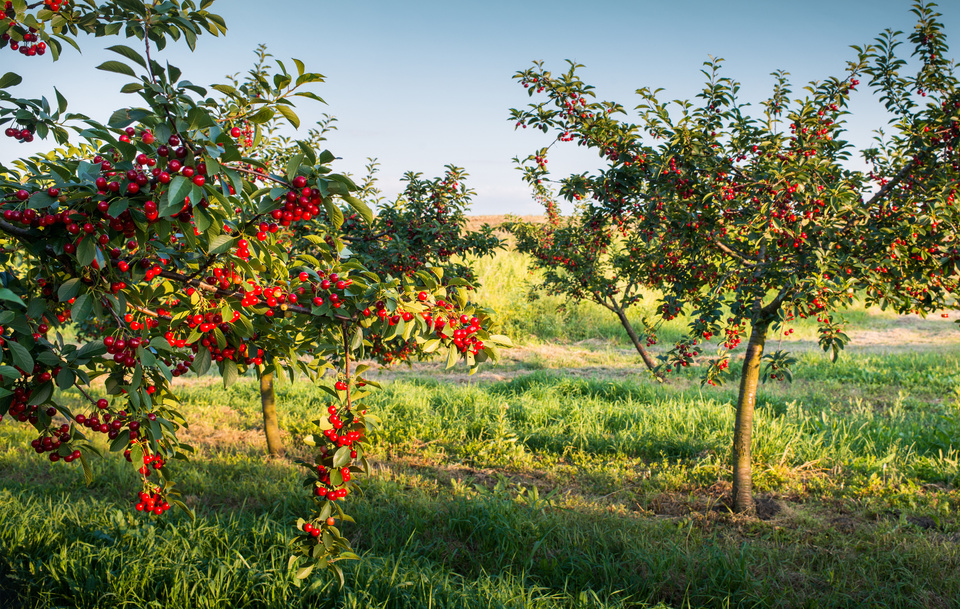 Cherry orchard